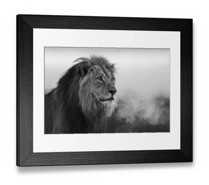 Framed Print : A black and white portrait of a dominant male kalahari lion (Panthera leo