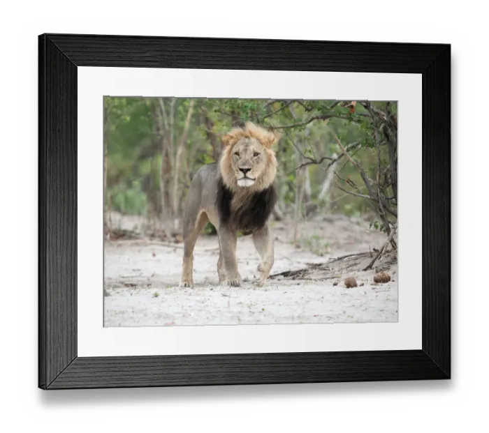 Framed Print : Male Lion (Panthera leo) walking towards the camera, Botswana, Savuti Camp Framed Print : Male Lion (Panthera leo) walking towards the camera, Botswana, Savuti Camp