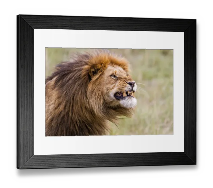 Framed Print : Lion (Panthera leo) shows his teeth, Masi Mara, Kenya Framed Print : Lion (Panthera leo) shows his teeth, Masi Mara, Kenya