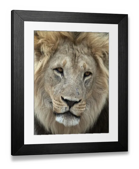 Framed Print : Portrait of a male Lion (Panthera leo), Botswana, Savuti Camp Framed Print : Portrait of a male Lion (Panthera leo), Botswana, Savuti Camp