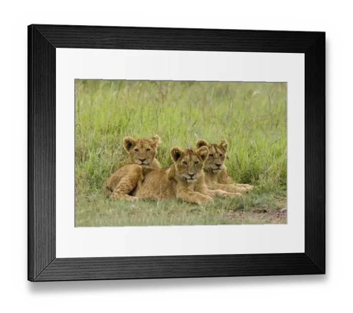 Framed Print : African Lion (Panthera leo) three cubs laying in the grass, Ngorongoro Conservation Area Framed Print : African Lion (Panthera leo) three cubs laying in the grass, Ngorongoro Conservation Area