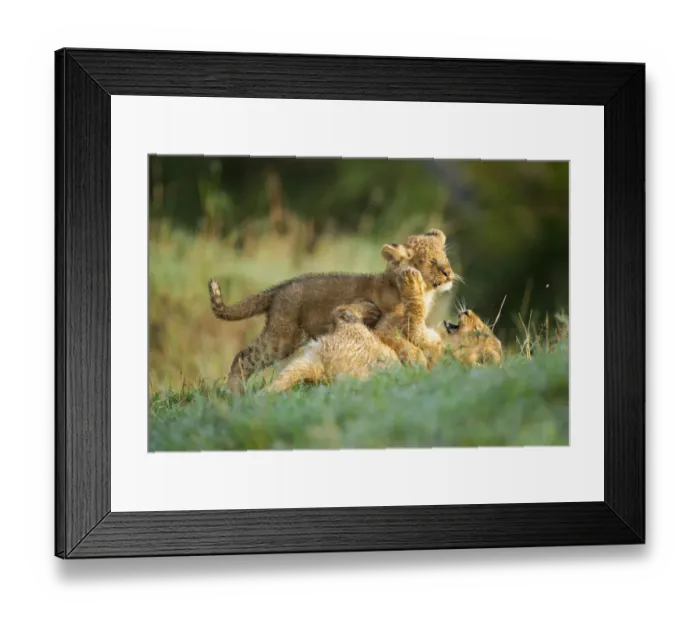 Framed Print : Two lion (Panthera leo) cubs playing in green grass during early morning, Kenya Framed Print : Two lion (Panthera leo) cubs playing in green grass during early morning, Kenya