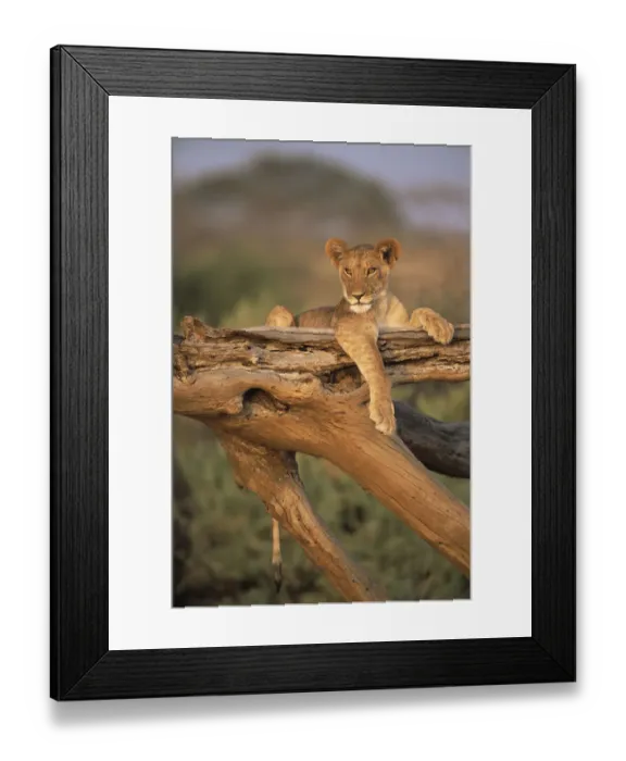 Framed Print : Lion (Panthera leo) cub resting on top of a fallen tree, Kenya, Samburu National Reserve Framed Print : Lion (Panthera leo) cub resting on top of a fallen tree, Kenya, Samburu National Reserve
