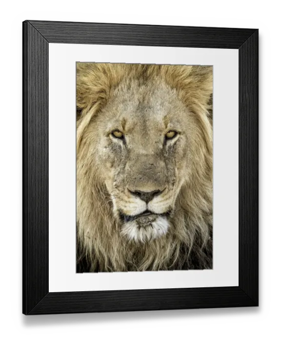 Framed Print : Lion (Panthera leo) portrait of a male, North West, South-Africa Framed Print : Lion (Panthera leo) portrait of a male, North West, South-Africa