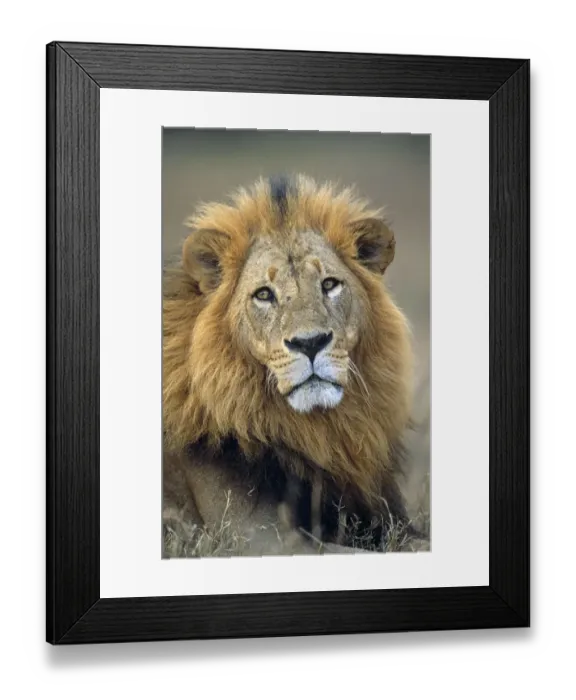 Framed Print : Lion (Panthera leo) portrait, Kenya, Lake Nakuru National Park Framed Print : Lion (Panthera leo) portrait, Kenya, Lake Nakuru National Park