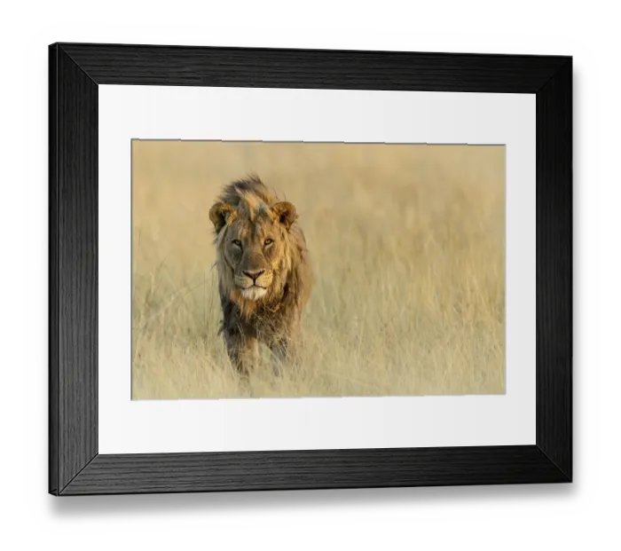 Framed Print : Lion (Panthera leo) standing in the grass, Namibia Framed Print : Lion (Panthera leo) standing in the grass, Namibia