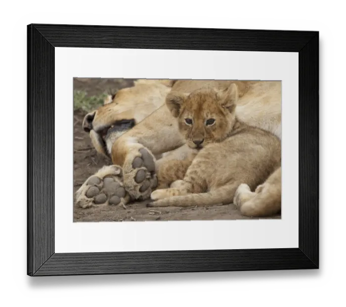 Framed Print : Lion (Panthera leo) cub resting with its mother, Ndutu Conservation Area, Tanzania Framed Print : Lion (Panthera leo) cub resting with its mother, Ndutu Conservation Area, Tanzania