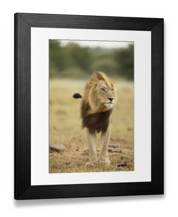 Framed Print : Male Lion (Panthera leo) standing, South Africa, Kruger National Park Framed Print : Male Lion (Panthera leo) standing, South Africa, Kruger National Park