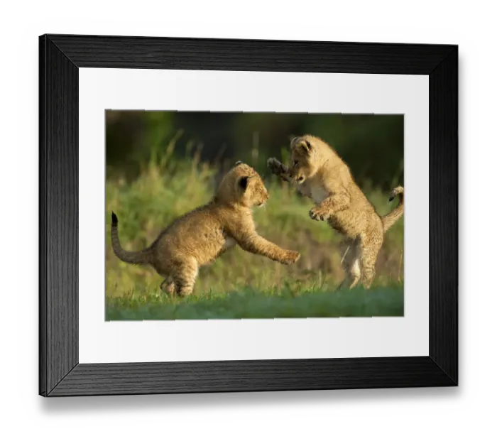 Framed Print : Two Lion (Panthera leo) cubs playing in morning light, Kenya, Masai Mara National Reserve Framed Print : Two Lion (Panthera leo) cubs playing in morning light, Kenya, Masai Mara National Reserve