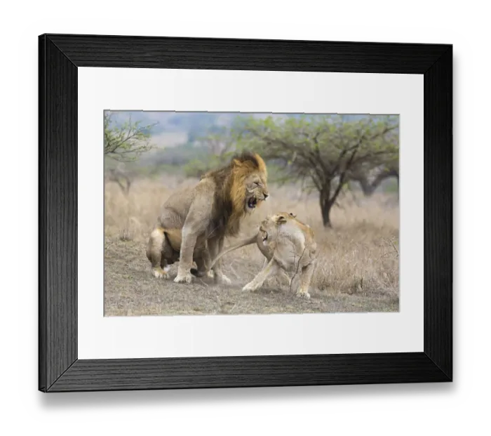 Framed Print : A male Lion and Lioness (Panthera leo) after mating aggressive, South Africa Framed Print : A male Lion and Lioness (Panthera leo) after mating aggressive, South Africa