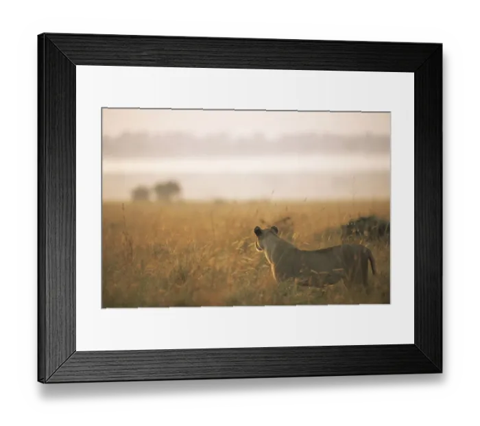 Framed Print : Lioness (Panthera leo) on alert at dawn, Kenya, Masai Mara National Reserve Framed Print : Lioness (Panthera leo) on alert at dawn, Kenya, Masai Mara National Reserve