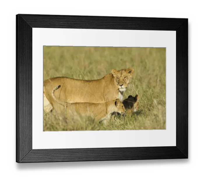 Framed Print : Lion (Panthera leo) Lioness and cub walking, Kenya, Masai Mara National Reserve Framed Print : Lion (Panthera leo) Lioness and cub walking, Kenya, Masai Mara National Reserve