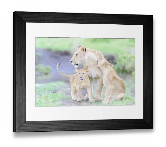 Framed Print : Lioness (Panthera leo) with two cubs playing together, Masai Mara National Reserve, Kenya Framed Print : Lioness (Panthera leo) with two cubs playing together, Masai Mara National Reserve, Kenya