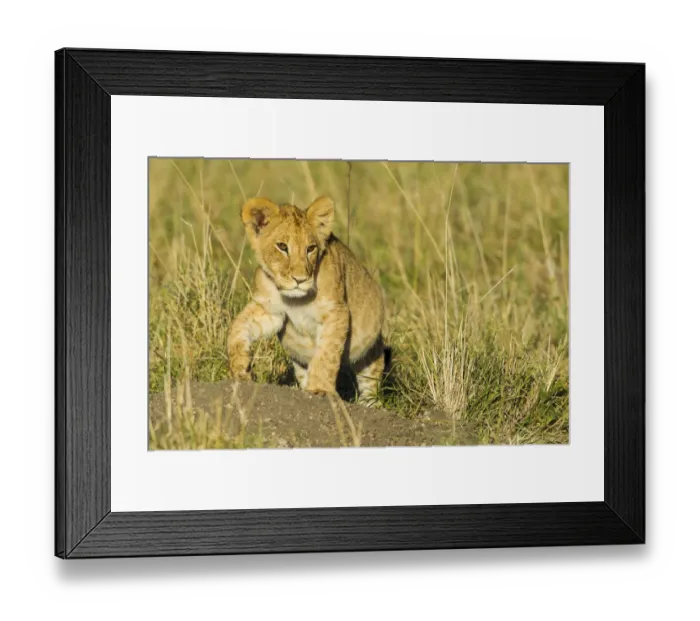 Framed Print : Lion (Panthera leo) cub walking, Kenya, Masai Mara National Reserve Framed Print : Lion (Panthera leo) cub walking, Kenya, Masai Mara National Reserve