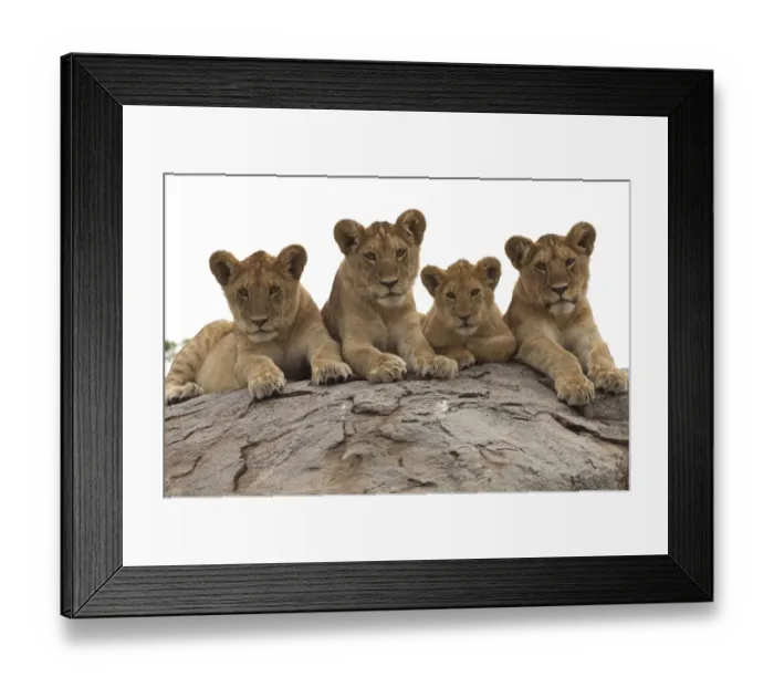 Framed Print : Lion (Panthera leo) cubs presting on a kopje, Serengeti National Park, Tanzania Framed Print : Lion (Panthera leo) cubs presting on a kopje, Serengeti National Park, Tanzania