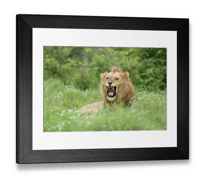 Framed Print : Male Lion (Panthera leo) yawning, South Africa, Mpumalanga, Kruger National Park Framed Print : Male Lion (Panthera leo) yawning, South Africa, Mpumalanga, Kruger National Park