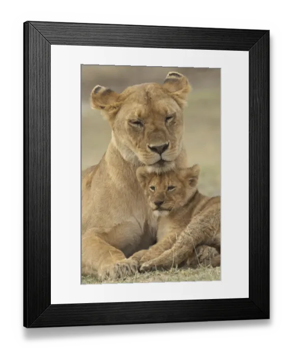 Framed Print : Lion (Panthera leo) cub providing a head rest for its mother, Ndutu Conservation Area Framed Print : Lion (Panthera leo) cub providing a head rest for its mother, Ndutu Conservation Area