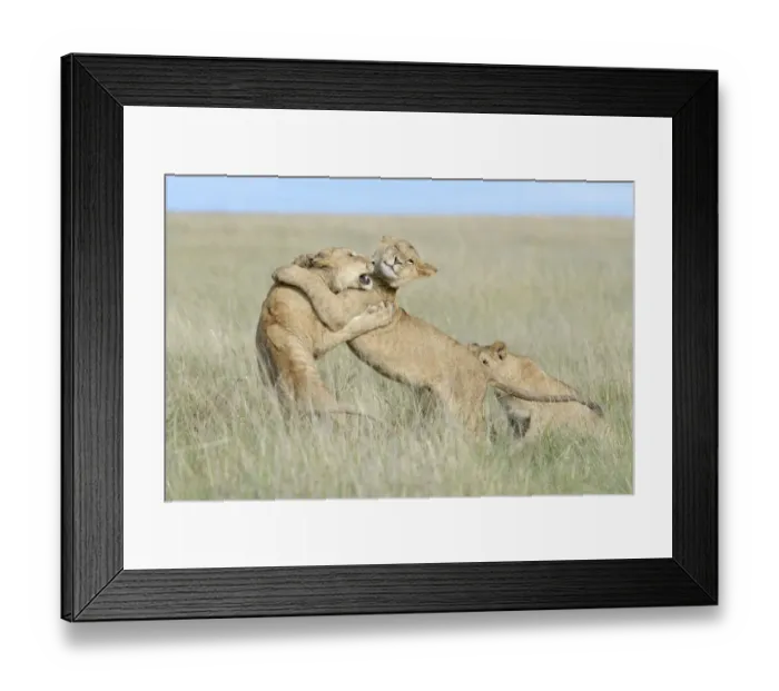 Framed Print : Young lions (Panthera leo) playing together, Masai Mara, Kenya Framed Print : Young lions (Panthera leo) playing together, Masai Mara, Kenya