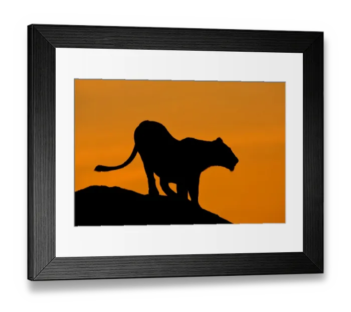 Framed Print : Lioness (Panthera leo) standing on kopje, silhouetted against orange dawn sky, Tanzania Framed Print : Lioness (Panthera leo) standing on kopje, silhouetted against orange dawn sky, Tanzania