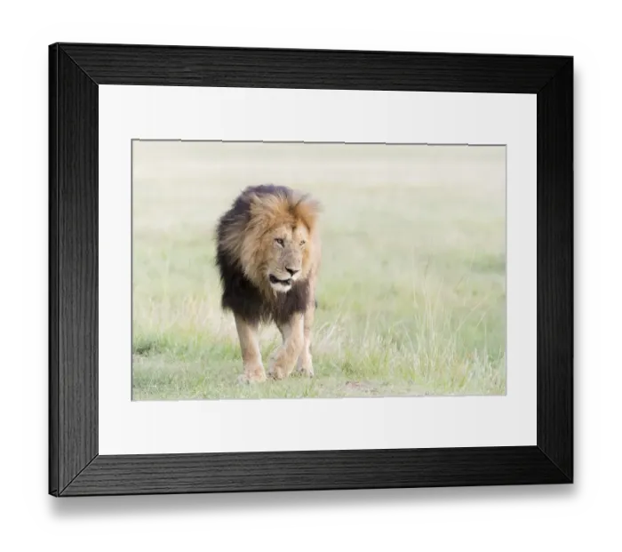 Framed Print : Male African Lion (Panthera leo) on savanna, Masai Mara, Kenya