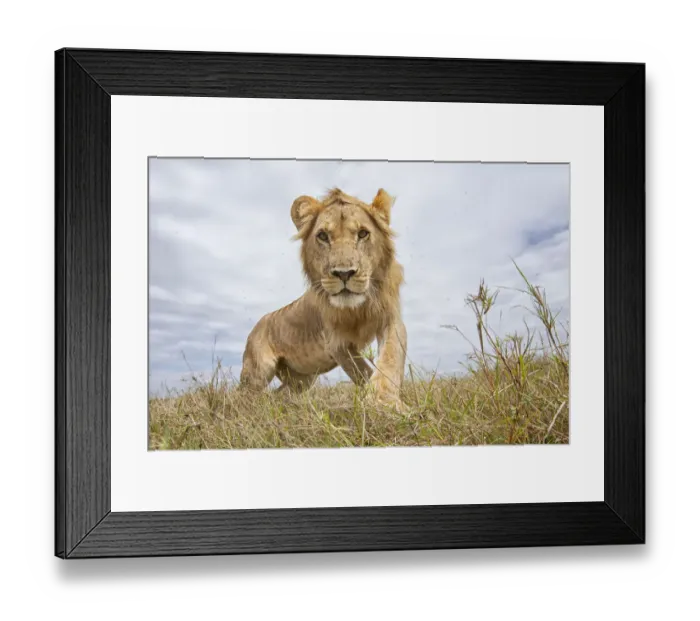 Framed Print : Sub-adult male Lion (Panthera leo) walking through grass, Kenya Framed Print : Sub-adult male Lion (Panthera leo) walking through grass, Kenya