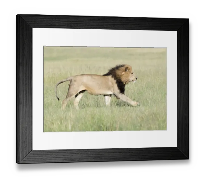 Framed Print : Male African Lion (Panthera leo) running on savanna, Masai Mara, Kenya Framed Print : Male African Lion (Panthera leo) running on savanna, Masai Mara, Kenya