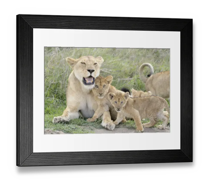 Framed Print : Lion (Panthera leo) cubs playing with lioness mother in the savanna Framed Print : Lion (Panthera leo) cubs playing with lioness mother in the savanna