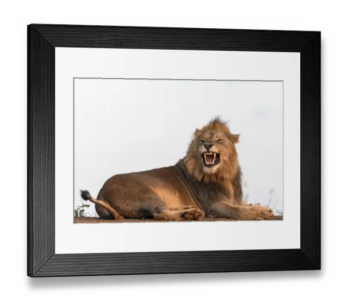 Framed Print : Lion (Panthera leo) showing teeth, Zimanga, Mkuze, Kwazula-Natal, South Africa Framed Print : Lion (Panthera leo) showing teeth, Zimanga, Mkuze, Kwazula-Natal, South Africa