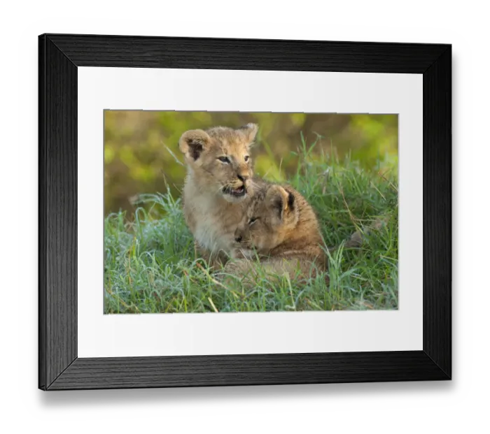 Framed Print : Two Lion (Panthera leo) cubs resting close to one another in dew covered grass during Framed Print : Two Lion (Panthera leo) cubs resting close to one another in dew covered grass during