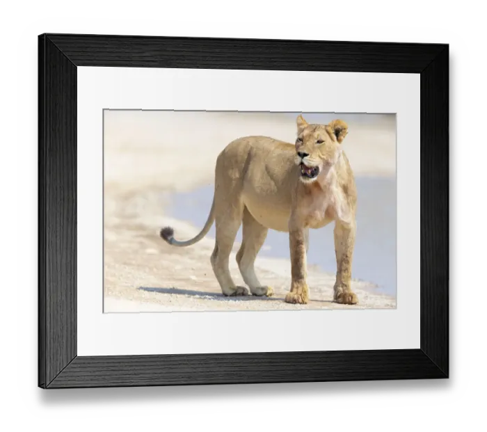 Framed Print : Lioness (Panthera leo) looking around after drinking from a pool