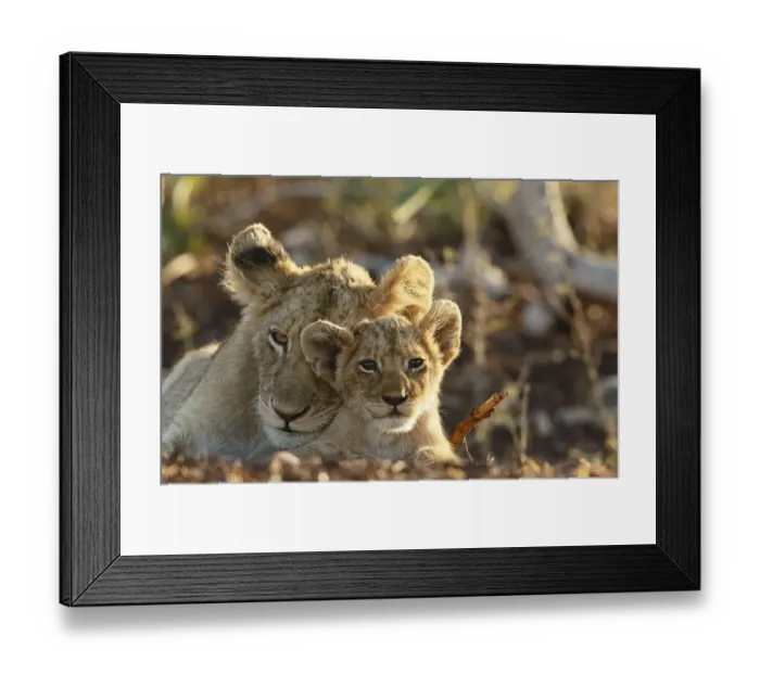 Framed Print : Lion (Panthera leo) adult and cub portrait, South Africa, Mpumalanga Framed Print : Lion (Panthera leo) adult and cub portrait, South Africa, Mpumalanga