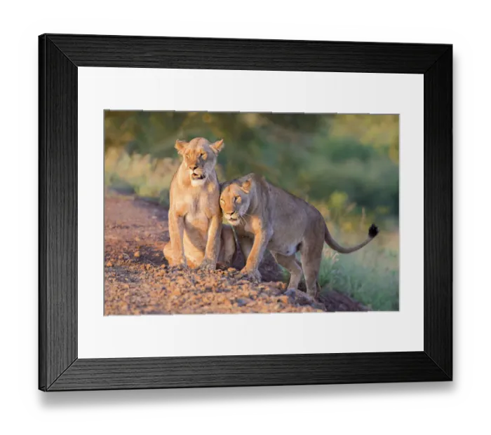 Framed Print : Two Lionesses (Panthera leo) socializing, Zimanga Private Game Reserve, Mkuze Framed Print : Two Lionesses (Panthera leo) socializing, Zimanga Private Game Reserve, Mkuze