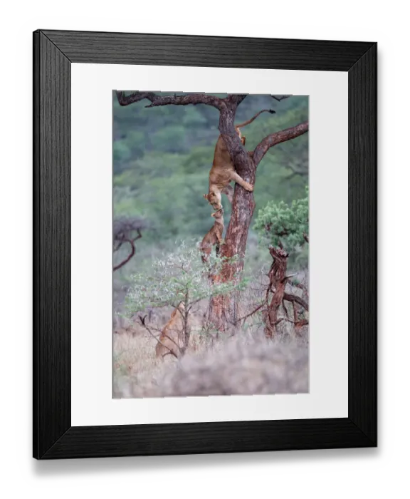 Framed Print : Interaction between a female Lion (Panthera leo) and her cub in a tree Framed Print : Interaction between a female Lion (Panthera leo) and her cub in a tree