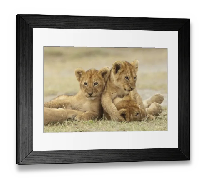 Framed Print : Lion (Panthera leo) cubs cuddling, Ngorongoro Conservation Area, Tanzania Framed Print : Lion (Panthera leo) cubs cuddling, Ngorongoro Conservation Area, Tanzania