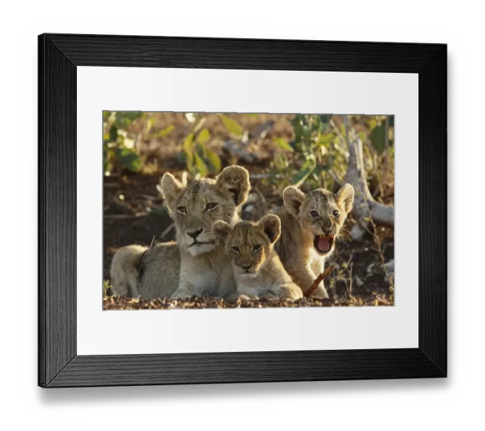 Framed Print : Lion (Panthera leo) cubs, South Africa, Mpumalanga, Kruger National Park Framed Print : Lion (Panthera leo) cubs, South Africa, Mpumalanga, Kruger National Park