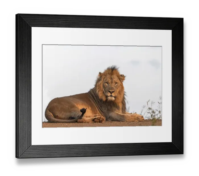 Framed Print : Lion( Panthera leo) resting, Zimanga, Mkuze, Kwazula-Natal, South Africa Framed Print : Lion( Panthera leo) resting, Zimanga, Mkuze, Kwazula-Natal, South Africa