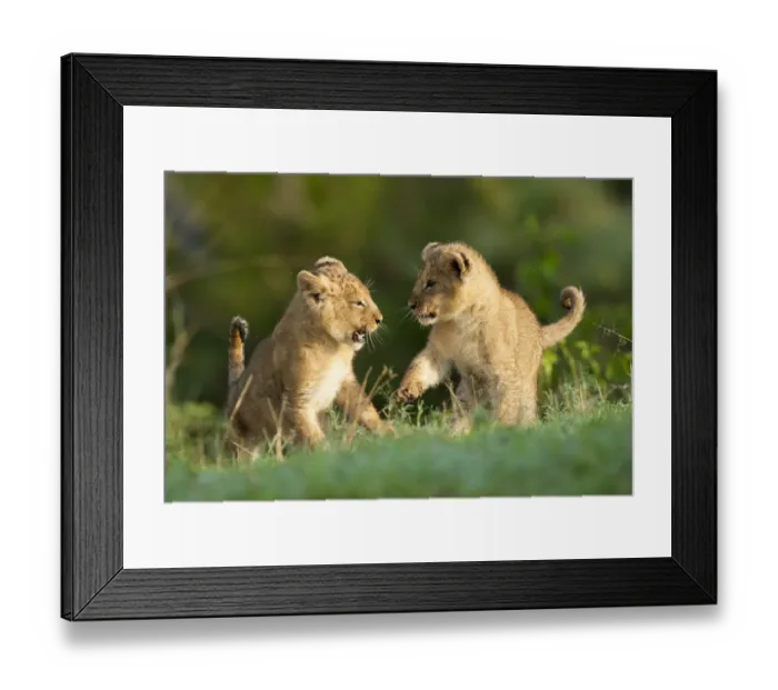 Framed Print : Frontal view of two Lion (Panthera leo) cubs playing amongst green vegetation in early Framed Print : Frontal view of two Lion (Panthera leo) cubs playing amongst green vegetation in early