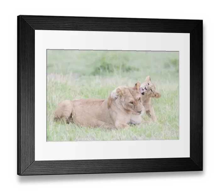 Framed Print : Lioness (Panthera leo) and cub playing, Masai Mara National Reserve, Kenya Framed Print : Lioness (Panthera leo) and cub playing, Masai Mara National Reserve, Kenya