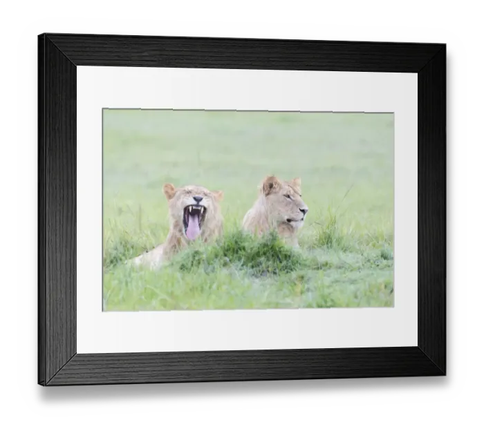 Framed Print : Two young Lions (Panthera leo) lying down, Masai Mara National Reserve, Kenya Framed Print : Two young Lions (Panthera leo) lying down, Masai Mara National Reserve, Kenya