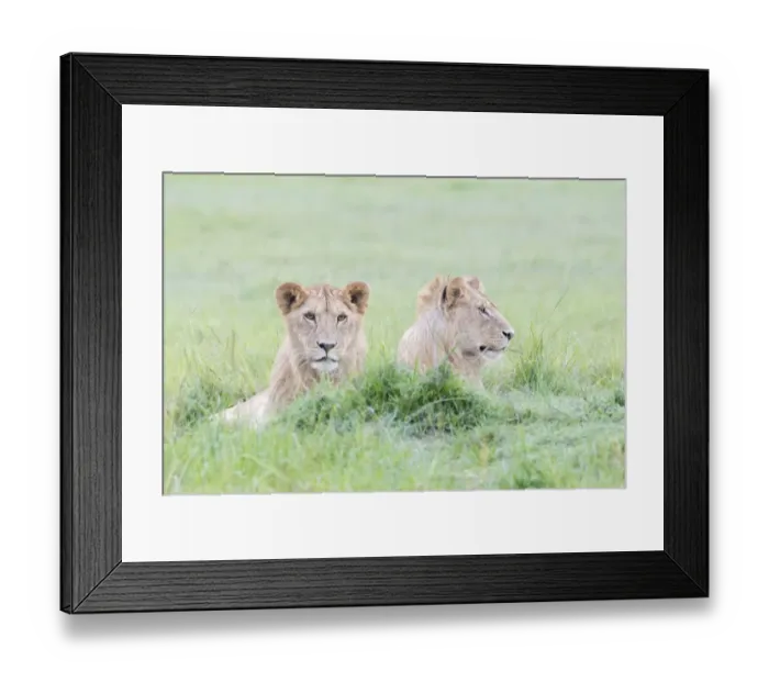 Framed Print : Two young male lions (Panthera leo) lying down together, Msai Mara national reserve Framed Print : Two young male lions (Panthera leo) lying down together, Msai Mara national reserve