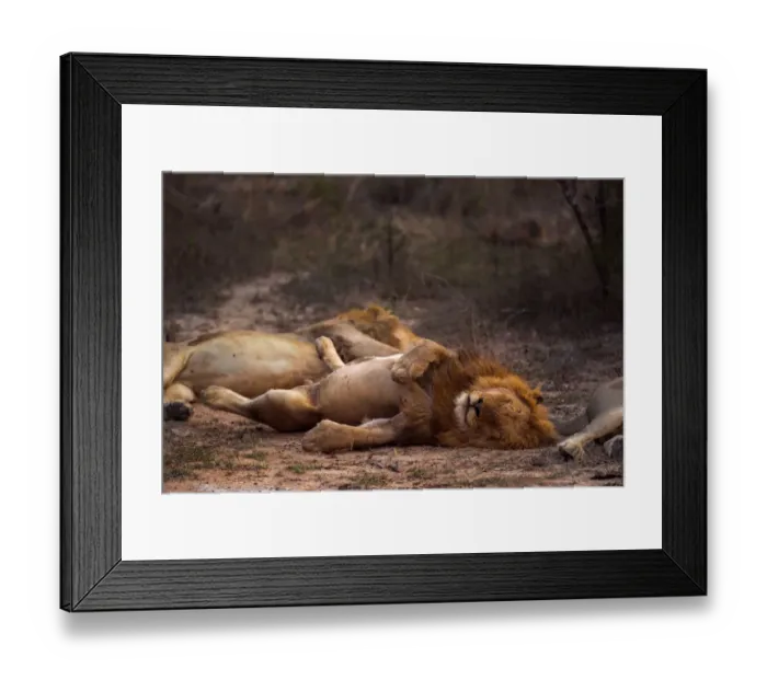 Framed Print : A male lion (Panthera leo) sleeping near members of his pride, Limpopo, South Africa Framed Print : A male lion (Panthera leo) sleeping near members of his pride, Limpopo, South Africa