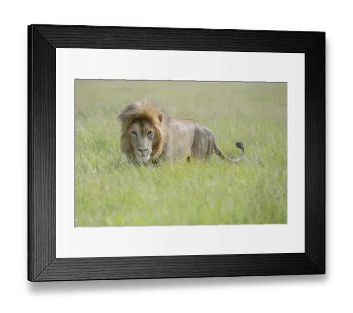 Framed Print : Male Lion (Panthera leo) standing on savanna, Masai Mara National Reserve, Kenya Framed Print : Male Lion (Panthera leo) standing on savanna, Masai Mara National Reserve, Kenya
