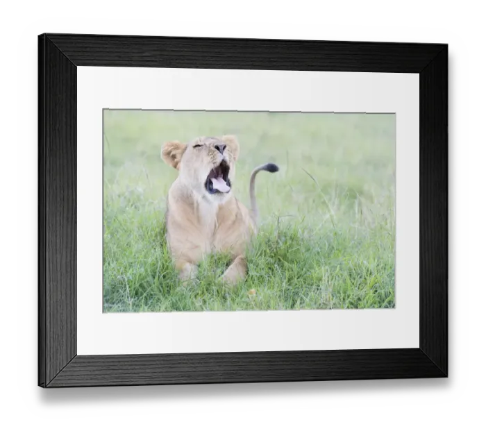 Framed Print : Young lion (Panthera leo) lying down on savanna, yawning, Masai Mara National Reserve Framed Print : Young lion (Panthera leo) lying down on savanna, yawning, Masai Mara National Reserve