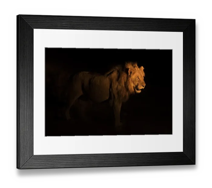 Framed Print : Lion (Panthera leo) walking at night, Sabi Sand Game reserve, Mpumalanga, South Africa