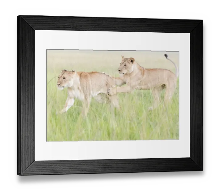 Framed Print : Young Lions (Panthera leo) playing, Masai Mara National Reserve, Kenya Framed Print : Young Lions (Panthera leo) playing, Masai Mara National Reserve, Kenya