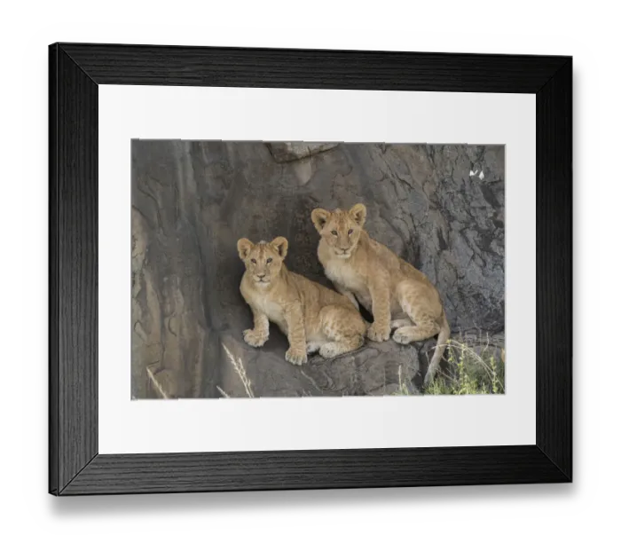 Framed Print : Lion (Panthera leo) cubs sitting on a kopje, Serengeti National Park, Tanzania Framed Print : Lion (Panthera leo) cubs sitting on a kopje, Serengeti National Park, Tanzania