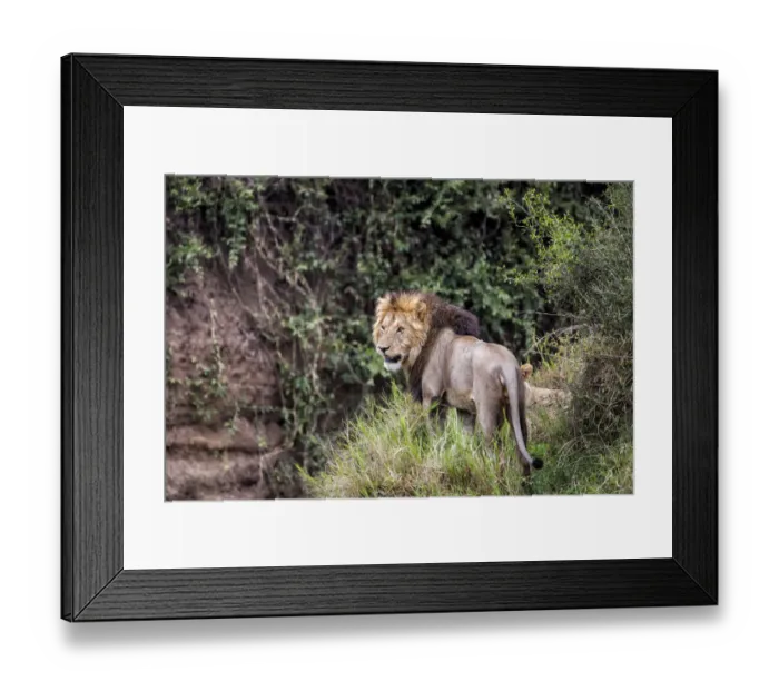 Framed Print : Lion (Panthera leo) looking around, Masai Mara National Reserve, Kenya Framed Print : Lion (Panthera leo) looking around, Masai Mara National Reserve, Kenya