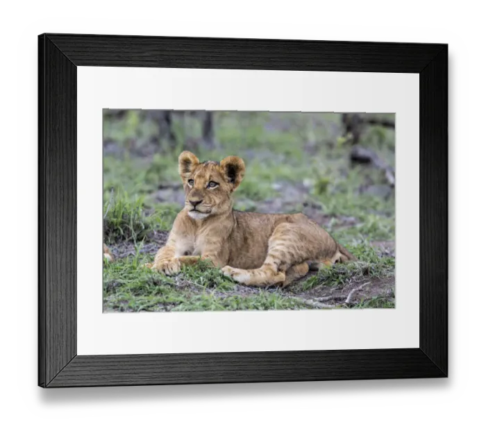 Framed Print : Lion (Panthera leo) cub laying in grass, Sabi Sands Game Reserve, Mpumalanga Framed Print : Lion (Panthera leo) cub laying in grass, Sabi Sands Game Reserve, Mpumalanga