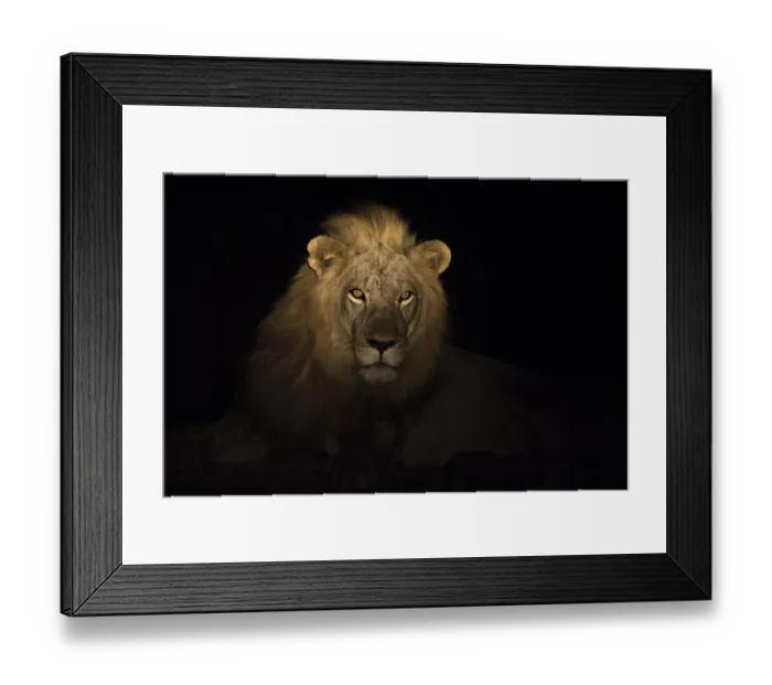 Framed Print : Portrait of a Lion (Panthera leo) at night, South Luangwa National Park, Zambia Framed Print : Portrait of a Lion (Panthera leo) at night, South Luangwa National Park, Zambia