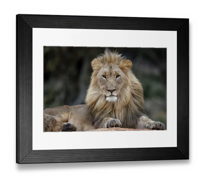 Framed Print : African Lion (Panthera leo) male lying on a rock and looking straight in the camera Framed Print : African Lion (Panthera leo) male lying on a rock and looking straight in the camera
